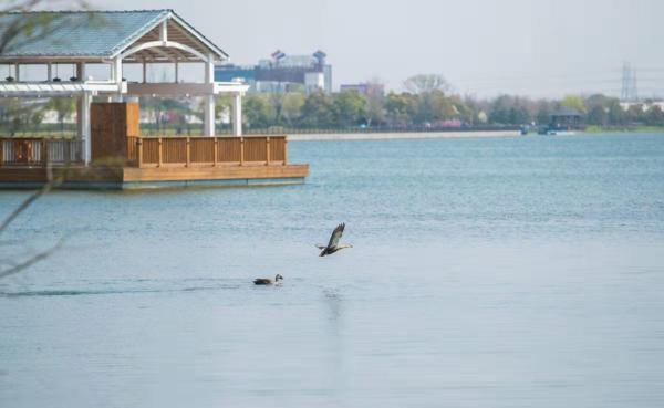 上海迪士尼开园五年了，除了童话故事和经济数字，它还带来什么