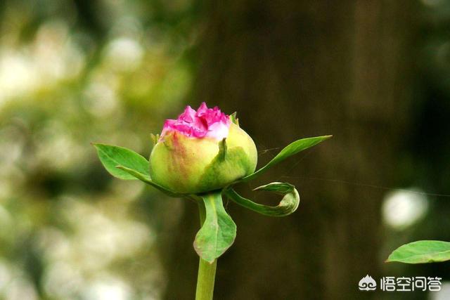广州一家网红奶茶店被爆排队当托,茶饮店雇人排队真的是潜规则?