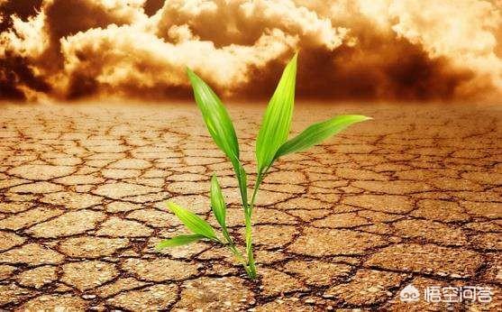 广州一家网红奶茶店被爆排队当托,茶饮店雇人排队真的是潜规则? 广州一家网红奶茶店被爆排队当托,茶饮店雇人排队真的是潜规则?