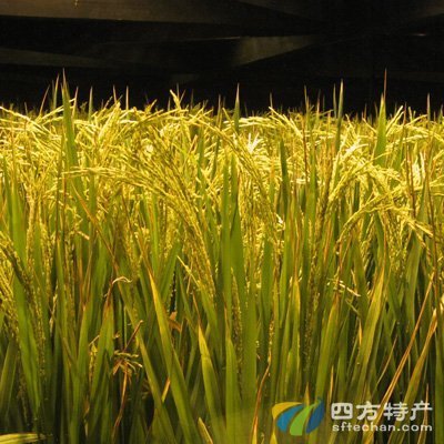 超级杂交水稻的培育过程 超级杂交水稻的培育过程