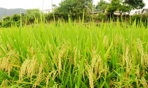 超级杂交水稻什么时候收割? 超级杂交水稻什么时候收割?