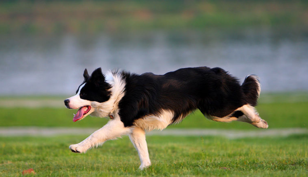 智商最高的狗是什么？