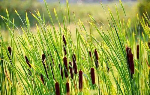 小说||张老汉 小说||张老汉