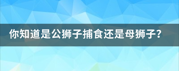 你知道是公狮子捕食还是母狮子?