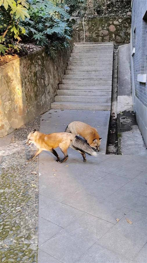 武大网红狐狸珞珞走了,从此成为珞珈山的精灵 武大网红狐狸珞珞走了,从此成为珞珈山的精灵
