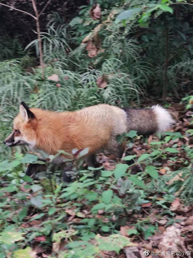 武大网红狐狸珞珞走了,从此成为珞珈山的精灵 武大网红狐狸珞珞走了,从此成为珞珈山的精灵