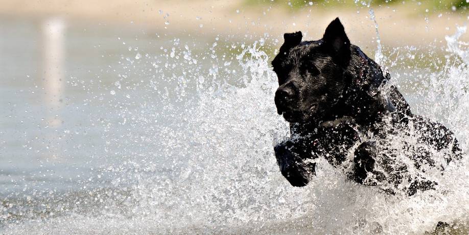 因为学狼叫黑犬被驱逐,主人夜晚骑马被狼群围住,蒙冤黑犬救了他 因为学狼叫黑犬被驱逐,主人夜晚骑马被狼群围住,蒙冤黑犬救了他