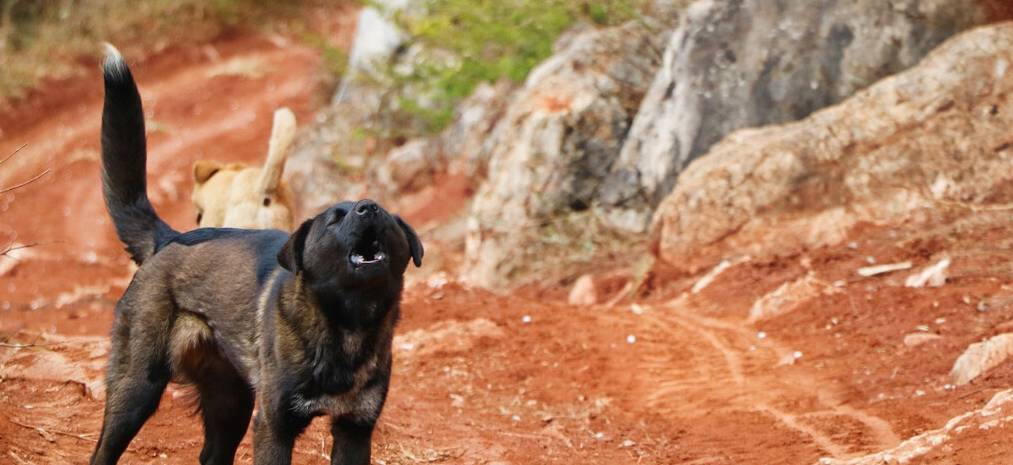 因为学狼叫黑犬被驱逐,主人夜晚骑马被狼群围住,蒙冤黑犬救了他 因为学狼叫黑犬被驱逐,主人夜晚骑马被狼群围住,蒙冤黑犬救了他