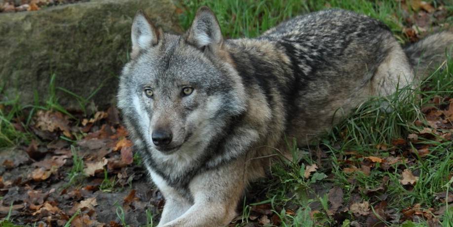 因为学狼叫黑犬被驱逐,主人夜晚骑马被狼群围住,蒙冤黑犬救了他 因为学狼叫黑犬被驱逐,主人夜晚骑马被狼群围住,蒙冤黑犬救了他