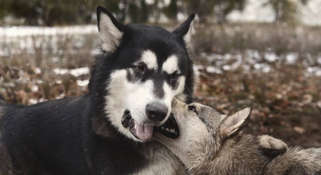 因为学狼叫黑犬被驱逐,主人夜晚骑马被狼群围住,蒙冤黑犬救了他 因为学狼叫黑犬被驱逐,主人夜晚骑马被狼群围住,蒙冤黑犬救了他