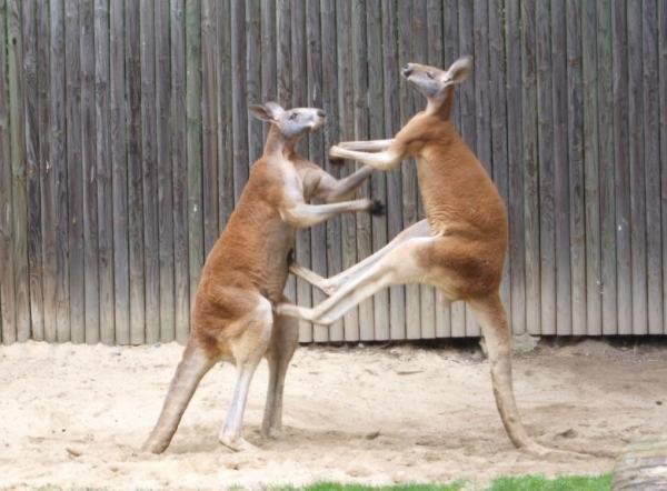 袋鼠的外貌是什么样子的? 袋鼠的外貌是什么样子的?