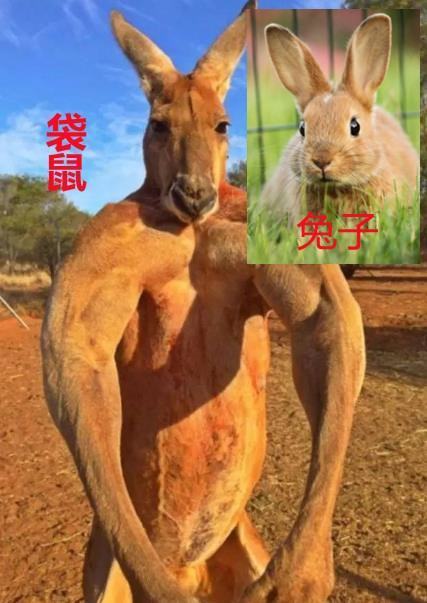 袋鼠的外貌是什么样子的? 袋鼠的外貌是什么样子的?