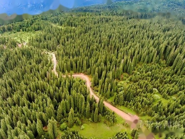 现在监管森林资源真的使用卫星遥感技术了？有什么特点？