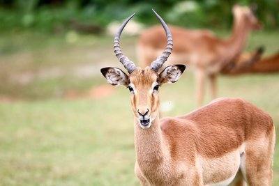 云南发放禁食野生动物补偿资金2.13亿!为何现在野生动物越来越少? 云南发放禁食野生动物补偿资金2.13亿!为何现在野生动物越来越少?