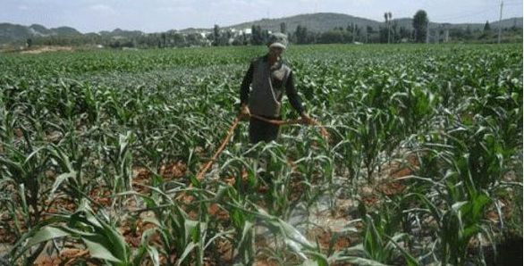 联创825玉米品种介绍是什么?