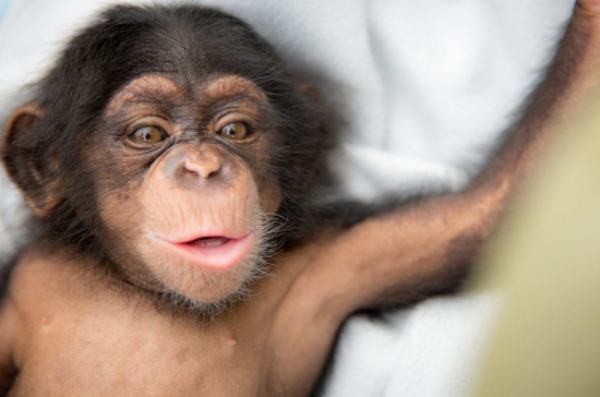 北京猿人是不是我们的祖先?与我们有没有血缘关系? 北京猿人是不是我们的祖先?与我们有没有血缘关系?