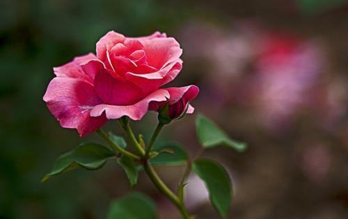 猜灯谜:嫦娥下凡打一花名 猜灯谜:嫦娥下凡打一花名