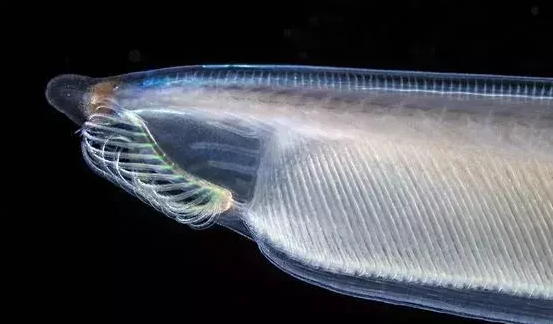 不属于鱼类的是什么鱼? 不属于鱼类的是什么鱼?