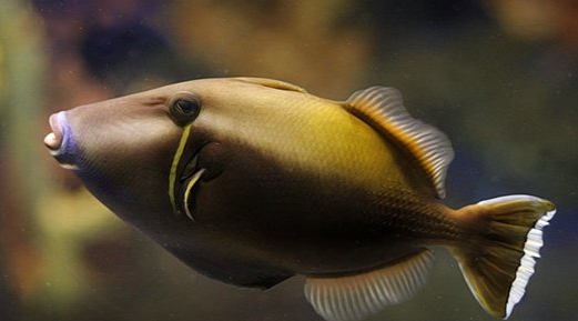 鸳鸯炮弹鱼能跟什么鱼养 鸳鸯炮弹鱼能跟什么鱼养