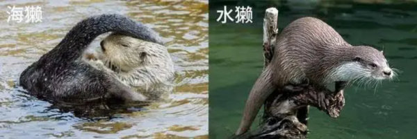 海獭和水獭的区别是什么? 海獭和水獭的区别是什么?