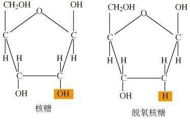 脱氧核糖和脱氧核糖核酸有什么区别 脱氧核糖和脱氧核糖核酸有什么区别