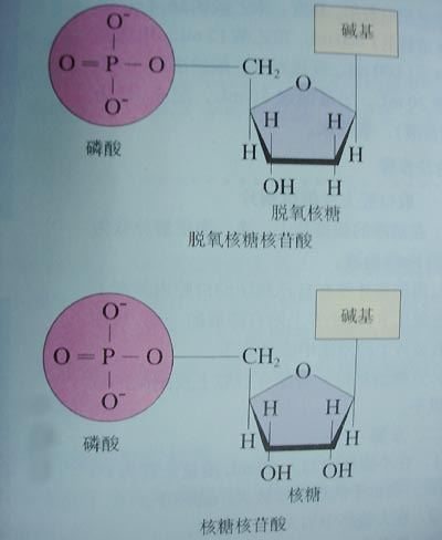 脱氧核糖和脱氧核糖核酸有什么区别 脱氧核糖和脱氧核糖核酸有什么区别