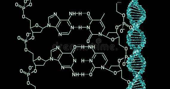 脱氧核糖和脱氧核糖核酸有什么区别 脱氧核糖和脱氧核糖核酸有什么区别
