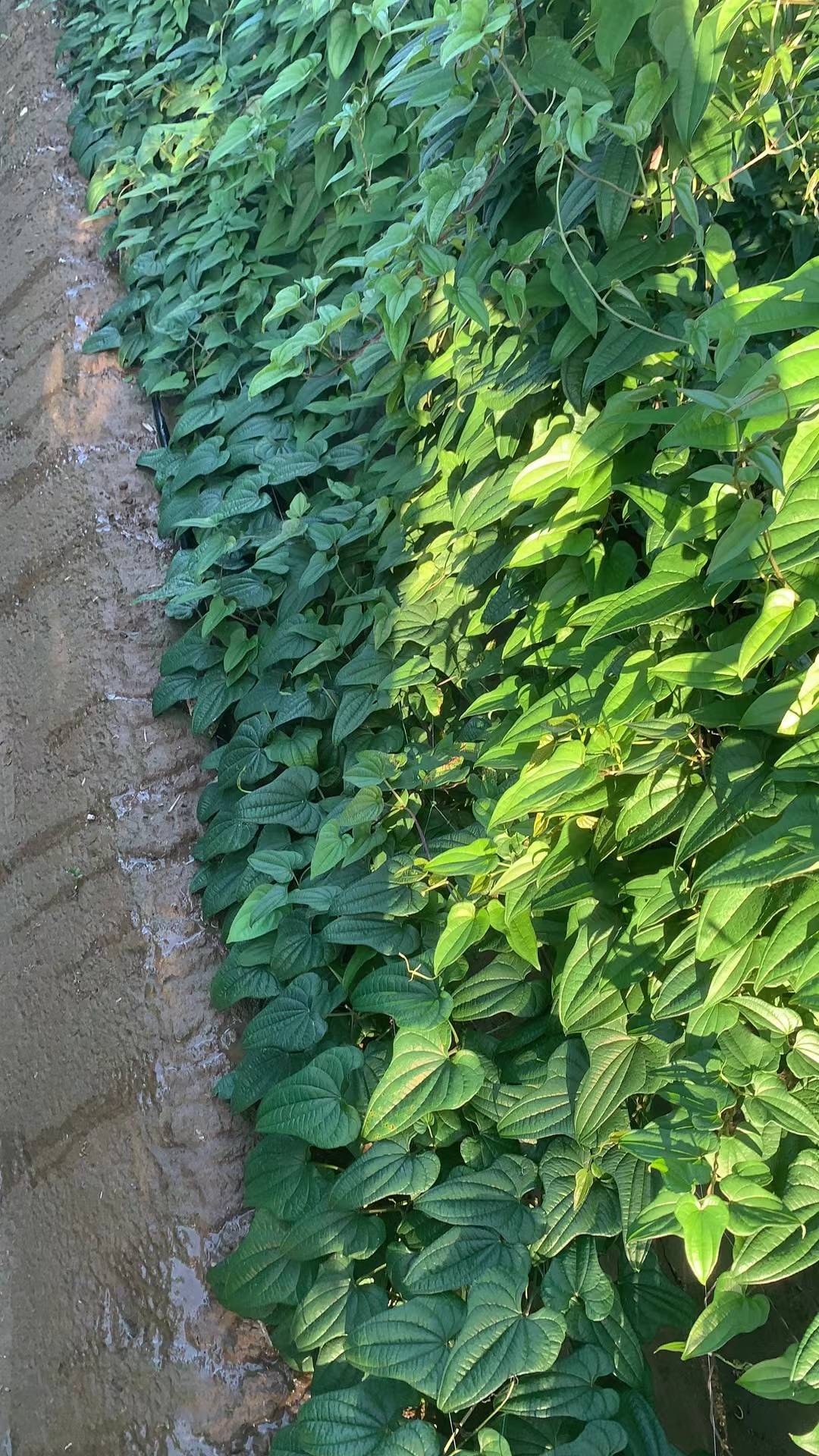 山药畸形是什么原因,山药水溶肥能预防畸形吗? 山药畸形是什么原因,山药水溶肥能预防畸形吗?