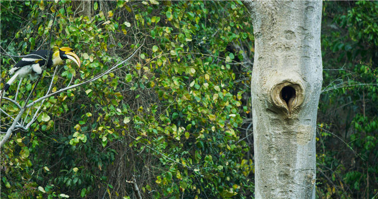 罕见!我国摄影师意外拍到双角犀鸟封巢影像 罕见!我国摄影师意外拍到双角犀鸟封巢影像