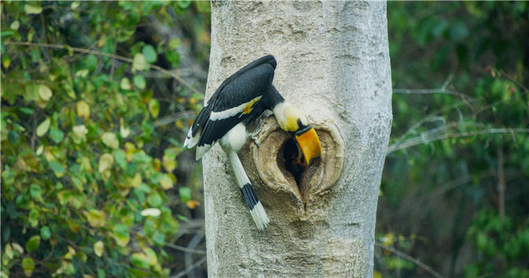 罕见!我国摄影师意外拍到双角犀鸟封巢影像 罕见!我国摄影师意外拍到双角犀鸟封巢影像