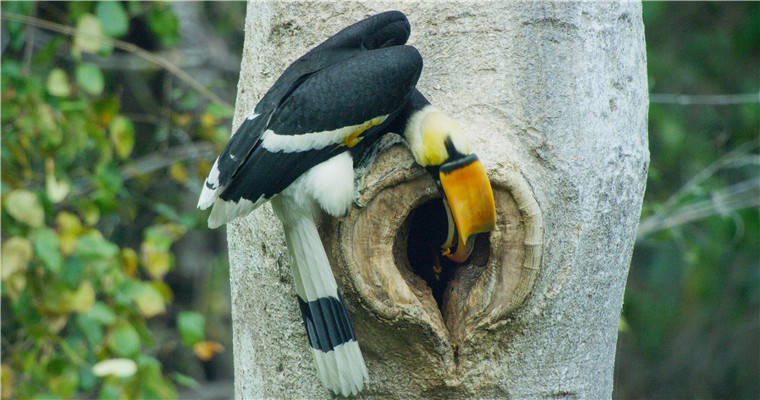 罕见!我国摄影师意外拍到双角犀鸟封巢影像 罕见!我国摄影师意外拍到双角犀鸟封巢影像