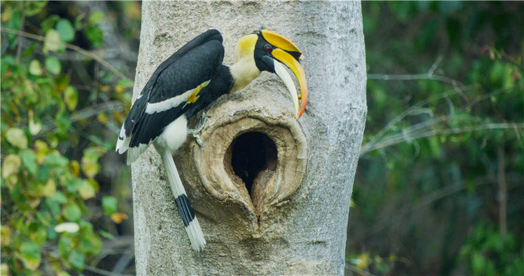 罕见!我国摄影师意外拍到双角犀鸟封巢影像 罕见!我国摄影师意外拍到双角犀鸟封巢影像