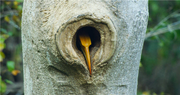 罕见!我国摄影师意外拍到双角犀鸟封巢影像 罕见!我国摄影师意外拍到双角犀鸟封巢影像