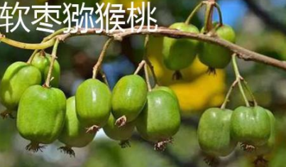 小猕猴桃叫什么枣?