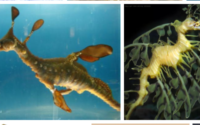 海龙和海马的区别是什么?