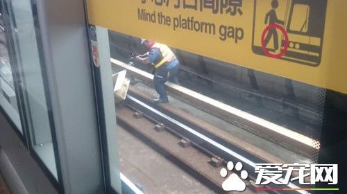 鸟困轨道 捷运站人员跳下月台展开9秒救援 鸟困轨道 捷运站人员跳下月台展开9秒救援