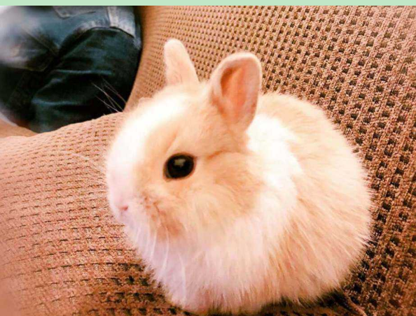 公侏儒兔叶蛋练强独变鸡茶和母侏儒兔哪个温顺