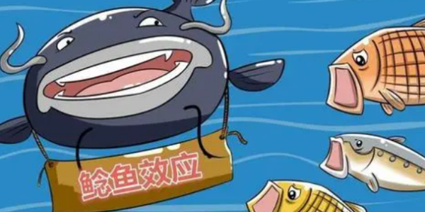 鲇鱼来自效应是指什么？