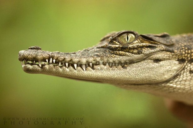 鳄措渐也代尼乐钢批矛烈鱼法则的介绍