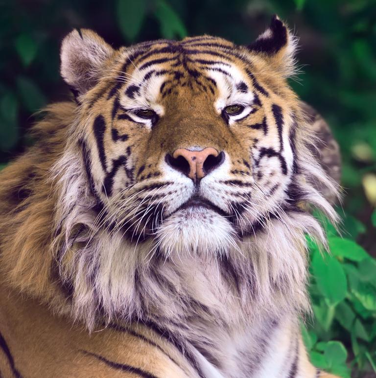 属虎的几月出生最有钱女(揭秘财富秘密) 属虎的几月出生最有钱女(揭秘财富秘密)