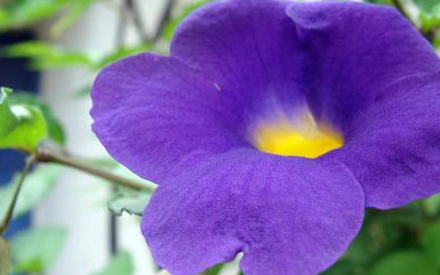 出生在这几月的属猴人,一生命好财旺,事事有人相助,逢凶化吉