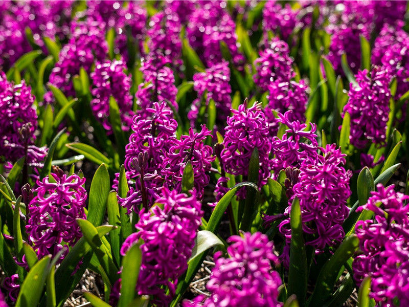 1992年属狗几月出生好 1992年属猴几月出生最好命运 1992年属狗几月出生好 1992年属猴几月出生最好命运