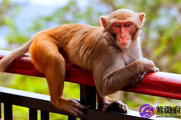 1992年属狗几月出生好 1992年属猴几月出生最好命运 属狗的出生月_属狗人出生月的命运_属狗出生月命运运程