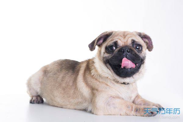 1992年属狗几月出生好 1992年属猴几月出生最好命运 属狗的出生月_属狗出生月命运运程_属狗人出生月的命运