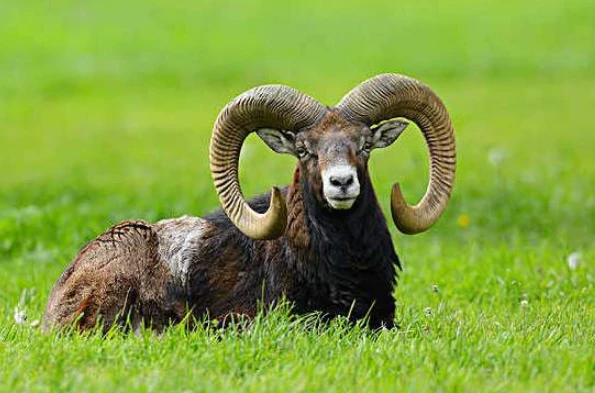 十二生肖女主角_12生肖女主角_十二生肖女能力排名