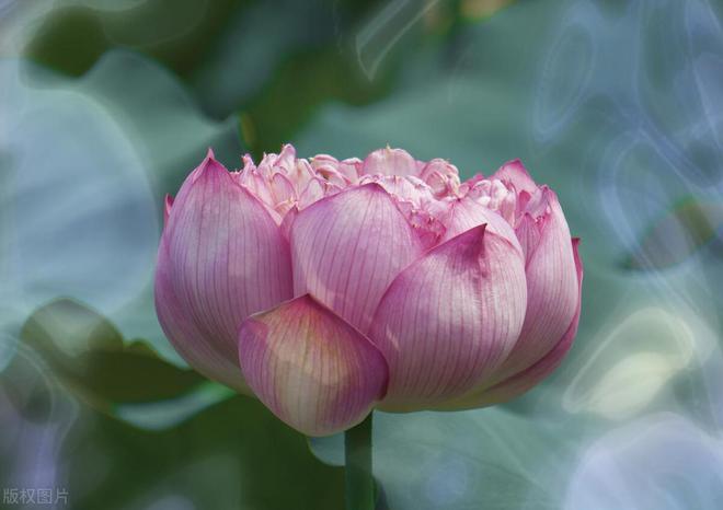 相处越久,对你越好的三大星座 金牛座星座_越相处越觉得厉害的星座_相处越久越喜欢的三大星座