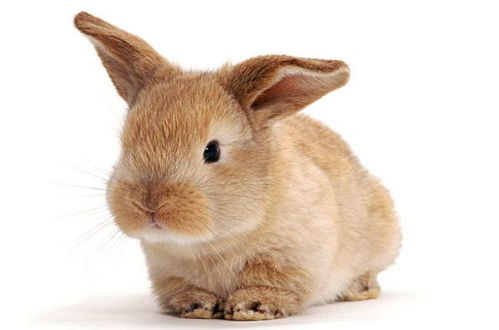 生肖属虎的几月出生最好命又幸运 属狗的出生月_属狗人出生月的命运_属狗月出生的人命最好