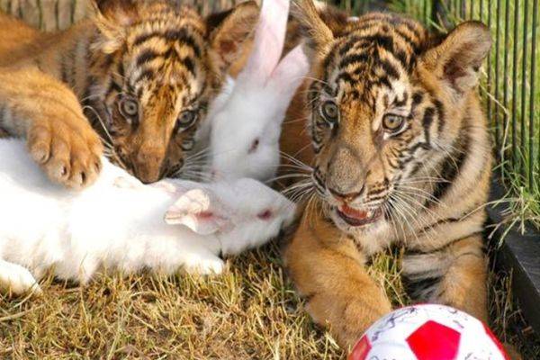 生肖属虎的几月出生最好命又幸运 属狗的出生月_属狗月出生的人命最好_属狗人出生月的命运