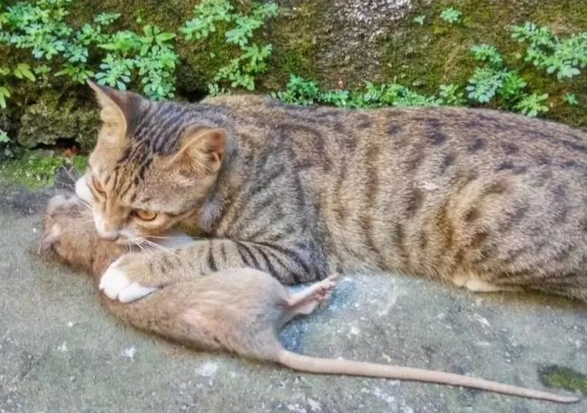 十二生肖的故事(中英文版) 生肖里面没有猫_十二生肖为什么没有猫_生肖没有猫的故事