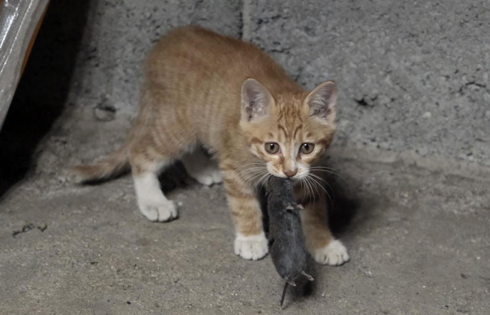 十二生肖的故事(中英文版) 生肖里面没有猫_生肖没有猫的故事_十二生肖为什么没有猫